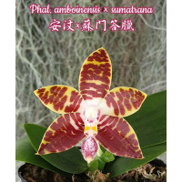 Phal. Amboinensis × Sumatrana