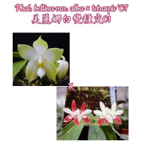 Phal. Bellina var. Alba × Tetraspis C1