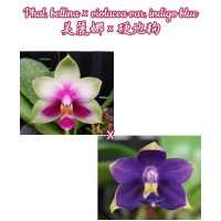 Phal. Bellina × Violacea var. Indigo Blue