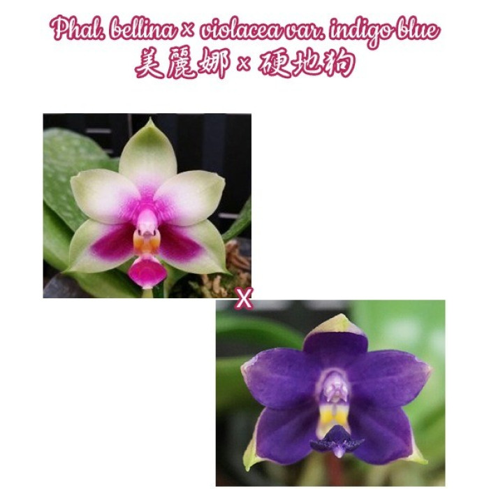 Фаленопсис (Bellina × Violacea var. Indigo Blue)