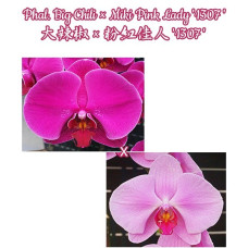 Phal. Big Chili × Miki Pink Lady 1307