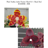 Phal. Brother Ambo Passion Hsia#49 × Black Bird