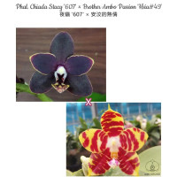 Phal. Chiada Stacy 607 × Brother Ambo Passion Hsia 49