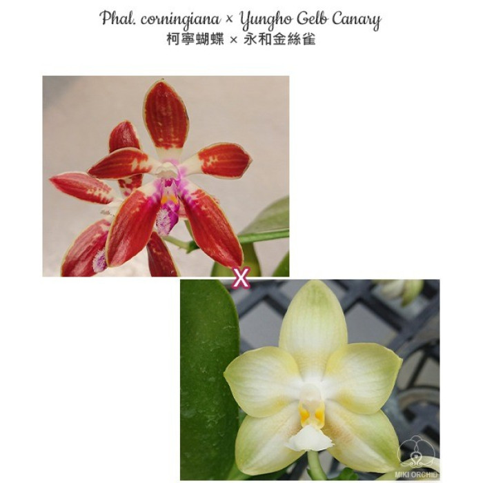 Фаленопсис (Corningiana × Yungho Gelb Canary)