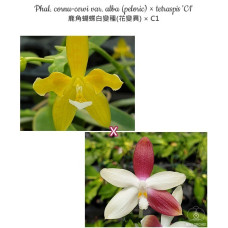 Phal. Cornu-Cervi var. Alba peloric × Tetraspis C1