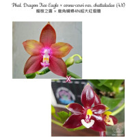 Phal. Dragon Tree Eagle × Cornu-Cervi var. Chattaladae 4N