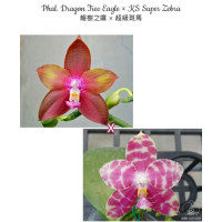 Phal. Dragon Tree Eagle × KS Super Zebra