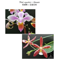 Phal. Equestris × Almanis