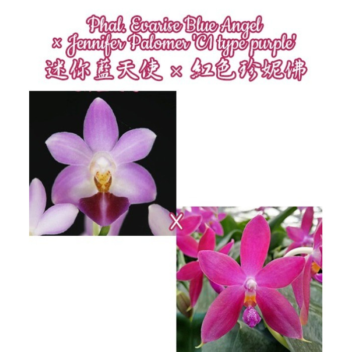 Фаленопсис (Evarise Blue Angel × Jennifer Palermo C1 Type Purple)