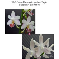 Phal. Evarise Blue Angel × Speciosa Purple