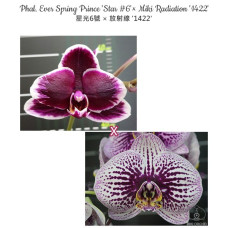 Phal. Ever Spring Prince Star 6 ×  Miki Radiation