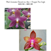 Phal. Germaine Vincent var. Blue × Dragon Tree Eagle