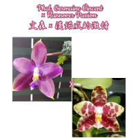 Phal. Germaine Vincent × Hannover Passion