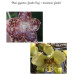 Фаленопсис (Gigantea Jumbo Bay × Stuartiana Jumbo)