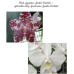 Фаленопсис (Gigantea Jumbo Orchids × Aphrodite subsp. Formosana Jumbo Orchids)