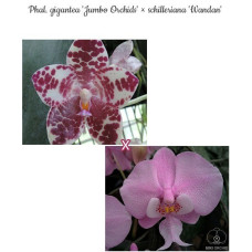 Phal. Gigantea Jumbo Orchids × Schilleriana Wandan