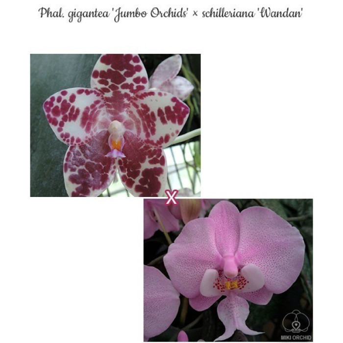 Фаленопсис (Gigantea Jumbo Orchids × Schilleriana Wandan)