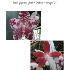 Phal. Gigantea Jumbo Orchids × Tetraspis C1
