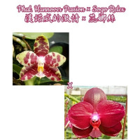 Phal. Hannover Passion x Sogo Relex