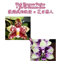 Phal. Hannover Passion × Jia Ho Summer Love