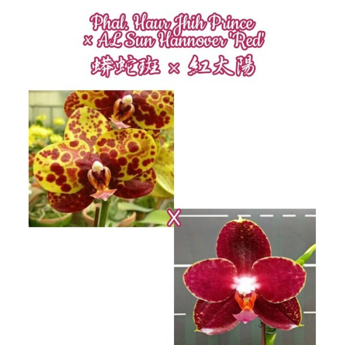 Фаленопсис (Haur Jin Princess × AL Sun Hannover Red)
