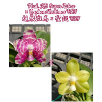 Phal. KS Super Zebra × Yaphon Christmas 659