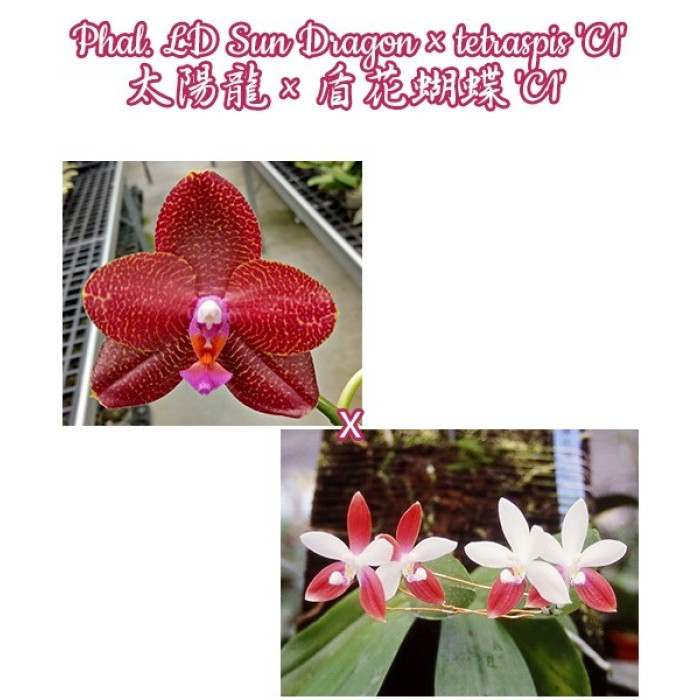 Фаленопсис (LD Sun Dragon × Tetraspis C1)