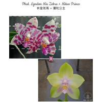 Phal. Lyndon Mix Zebra × Mituo Prince