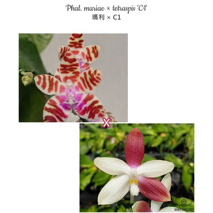 Фаленопсис (Mariae × Tetraspis C1)