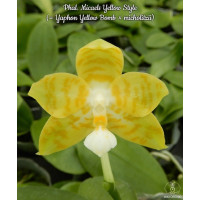 Phal. Micaels Yellow Style