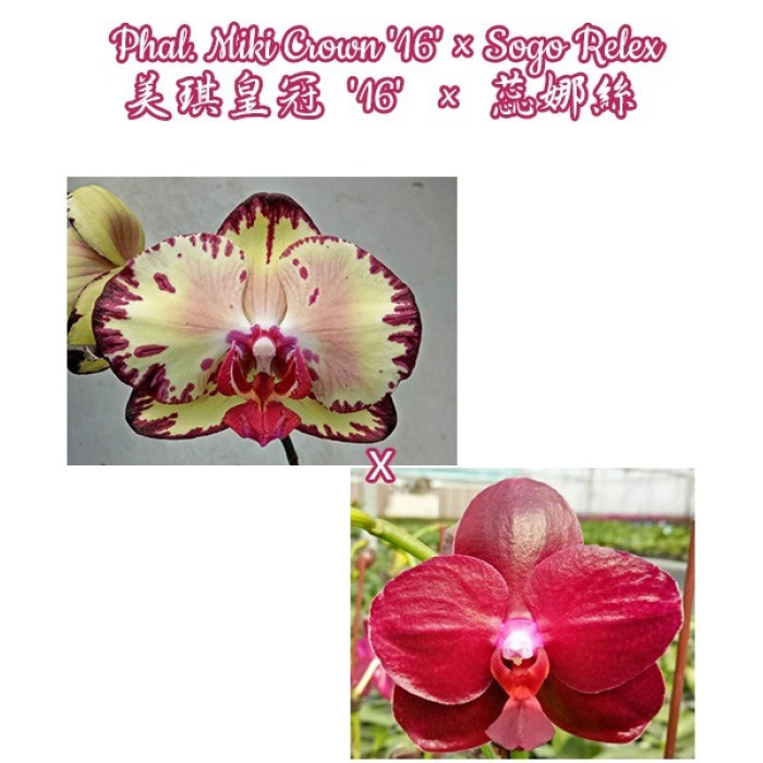 Фаленопсис (Miki Crown 16 × Sogo Relex)
