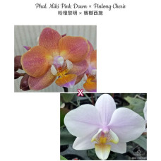 Phal. Miki Pink Dawn × Pinlong Cheris