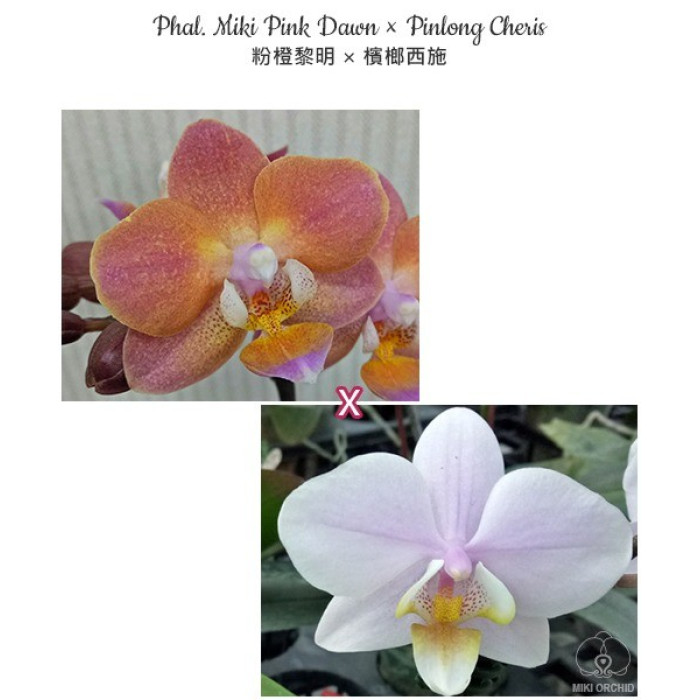 Фаленопсис (Miki Pink Dawn × Pinlong Cheris)
