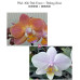 Фаленопсис (Miki Pink Dawn × Pinlong Cheris)