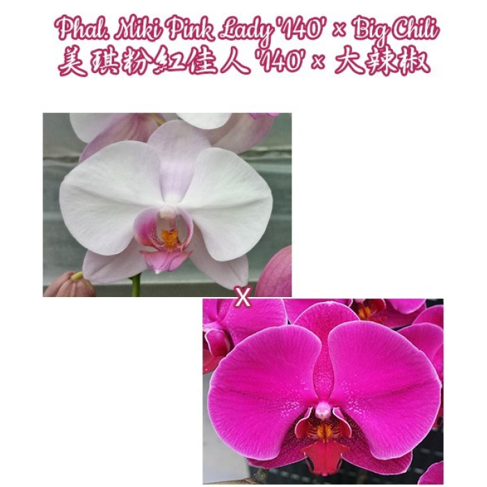 Фаленопсис (Miki Pink Lady 140 × Big Chili 140)