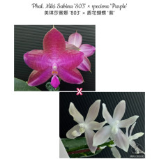 Phal. Miki Sabina 803 × Speciosa Purple