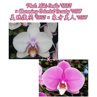 Phal. Miki Smile 1332 × Charming Oriental Beauty 1150