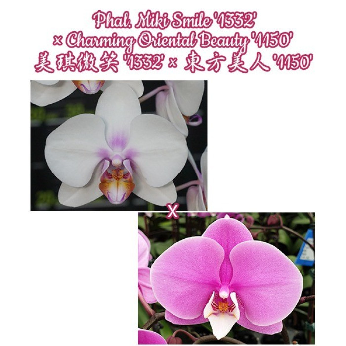 Фаленопсис (Miki Smile 1332 × Charming Oriental Beauty 1150)