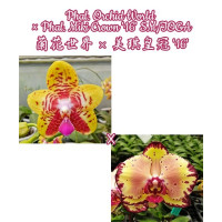 Phal. Orchid World × Miki Crown 16