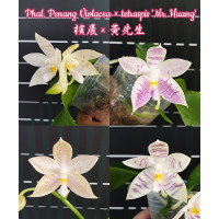 Phal. Penang Violacea × Tetraspis Mr. Huang