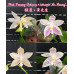 Фаленопсис (Penang Violacea × Tetraspis Mr)