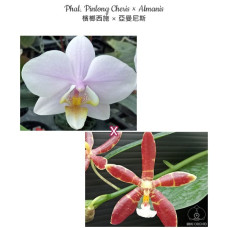 Phal. Pinlong Cheris × Almanis