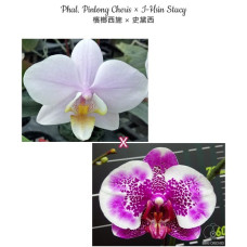 Phal. Pinlong Cheris × I-Hsin Stacy