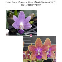 Phal. Purple Martin var. Blue × Miki Golden Sand 1363