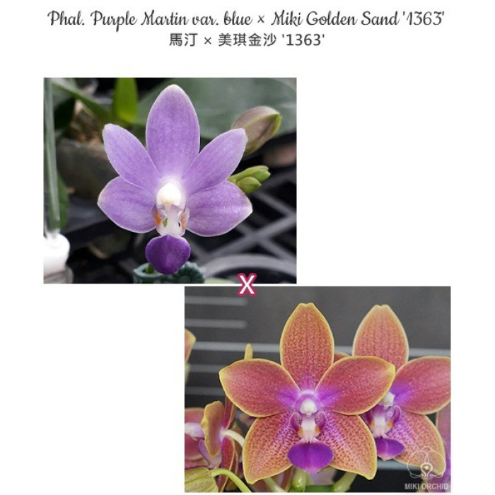 Фаленопсис (Purple Martin var. Blue × Miki Golden Sand 1363)