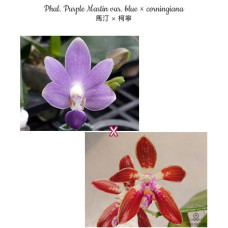 Phal. Purple Martin var. blue × Сorningiana