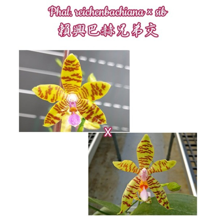 Фаленопсис (Reichenbachiana × sib)
