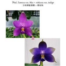 Phal. Samera var. blue × Violacea var. indigo