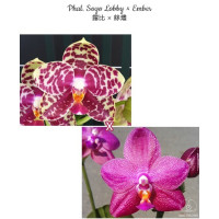 Phal. Sogo Lobby × Ember