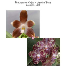 Phal. Speciosa Coffee × Gigantea Dark